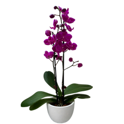 Purple Phalaenopsis orchid in a white planter