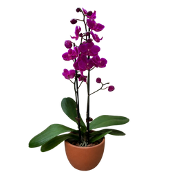 Purple Phalaenopsis orchid in a terracotta planter