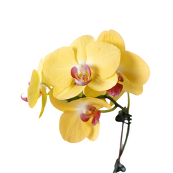 Close-up of yellow Phalaenopsis orchid flowers