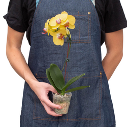 Hands holding a yellow Phalaenopsis orchid