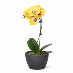 Yellow Phalaenopsis orchid in a black planter