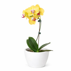 Yellow Phalaenopsis orchid in a white planter