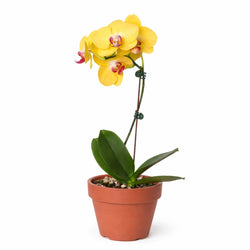 Yellow Phalaenopsis orchid in a terracotta planter
