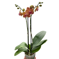Orange Phalaenopsis orchid in bloom