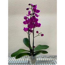 Purple Phalaenopsis orchid in bloom