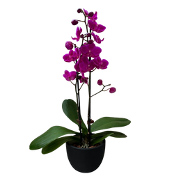 Purple Phalaenopsis orchid in a black planter