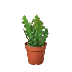 Ric rac cactus (Epiphyllum anguliger) in a 4 inch pot