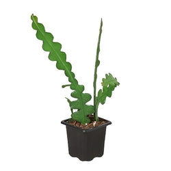 Ric rac cactus (Epiphyllum anguliger) in a 3 inch pot