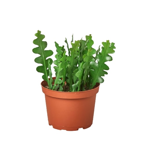 Ric rac cactus (Epiphyllum anguliger) in a 6 inch nursery pot