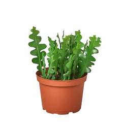 Ric rac cactus (Epiphyllum anguliger) in a 6 inch nursery pot