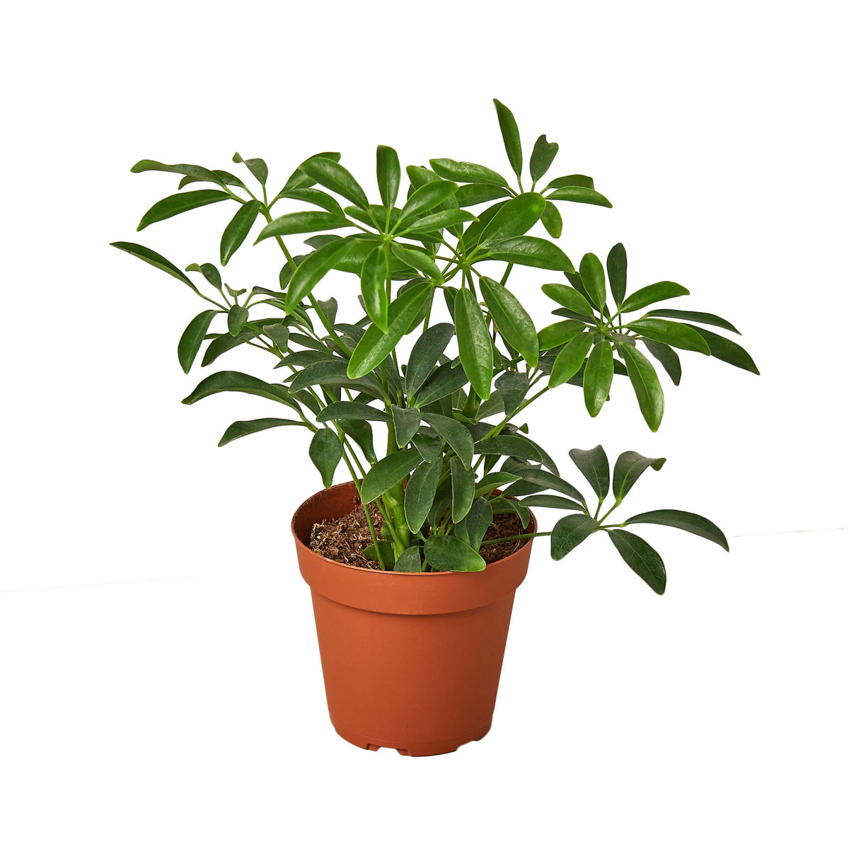 Dwarf umbrella tree (Schefflera arboricola) in a 5275 inch pot