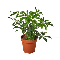Dwarf umbrella tree (Schefflera arboricola) in a 5275 inch pot