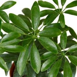 Dwarf umbrella tree (Schefflera arboricola) in a 7506 inch pot