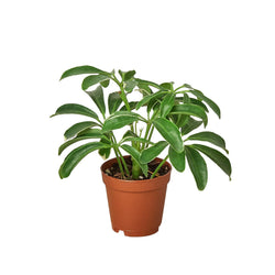 Dwarf umbrella tree (Schefflera arboricola) in a 2 inch pot