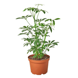 Dwarf umbrella tree (Schefflera arboricola) in a 9003 inch pot