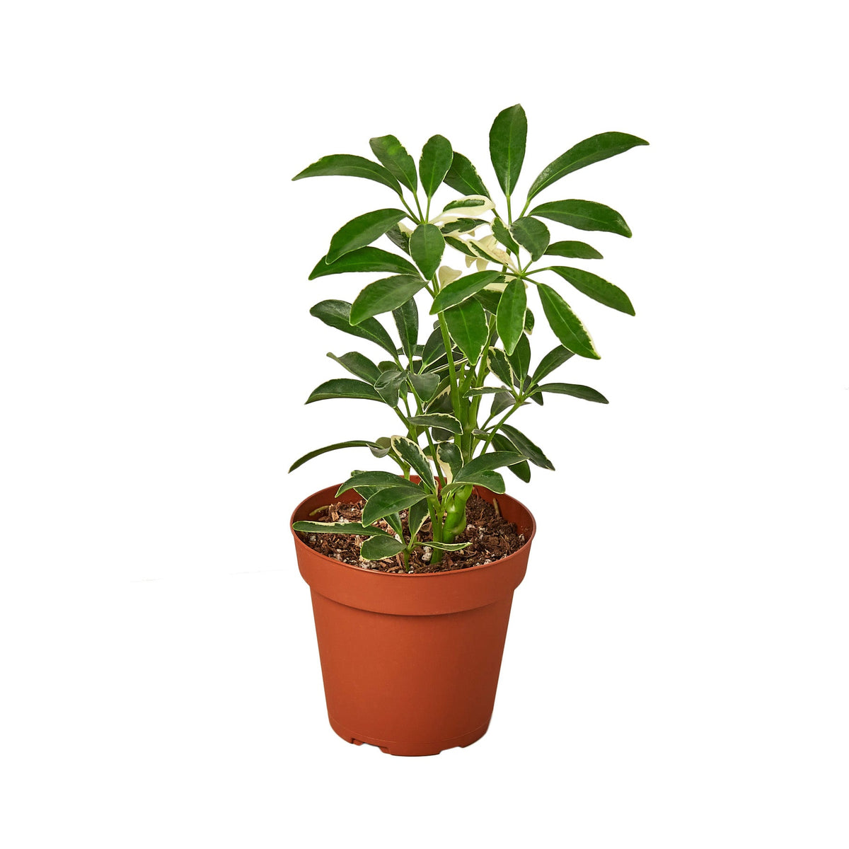 Schefflera 'Moonlight', photo 1