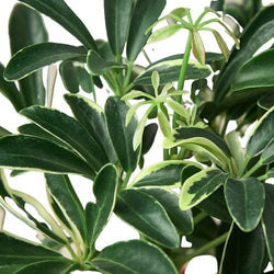 Schefflera 'Moonlight' in a 4927 inch pot
