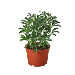 Schefflera 'Moonlight' in a 5542 inch pot