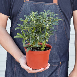 Schefflera 'Moonlight' in a 4451 inch pot