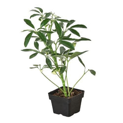 Schefflera 'Moonlight' in a 3 inch pot