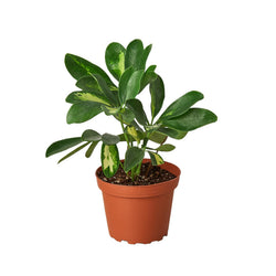 Variegated dwarf umbrella tree in a 4 inch pot