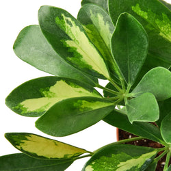 Close-up of Variegated dwarf umbrella tree leaves
