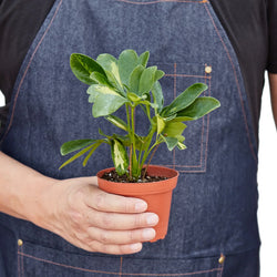 Variegated dwarf umbrella tree in a 4 inch pot, held in hand