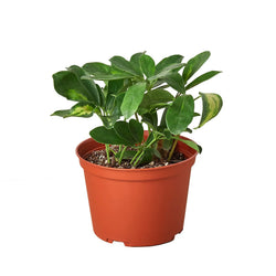 Variegated dwarf umbrella tree in a 6 inch pot