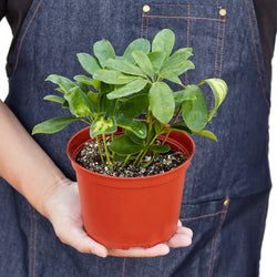 Variegated dwarf umbrella tree in a 6 inch pot, held in hand