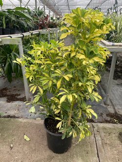 Variegated dwarf umbrella tree in a 8 inch pot