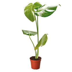 Monstera Thai Constellation in a 3 inch nursery pot, cream-speckled leaves
