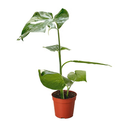 Monstera Thai Constellation in a 4 inch nursery pot