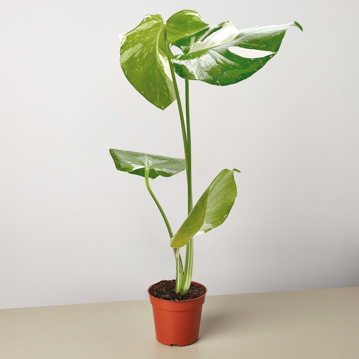 Established 8 inch Monstera Thai Constellation in a nursery pot