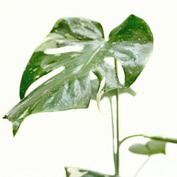 Close-up of a Thai Constellation leaf with cream speckles
