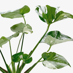 Mature Monstera Thai Constellation with split, cream-variegated leaves
