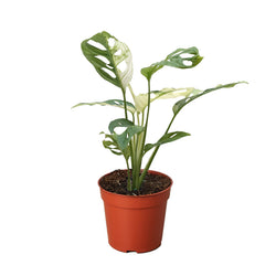 Variegated Monstera adansonii in a 4 inch nursery pot