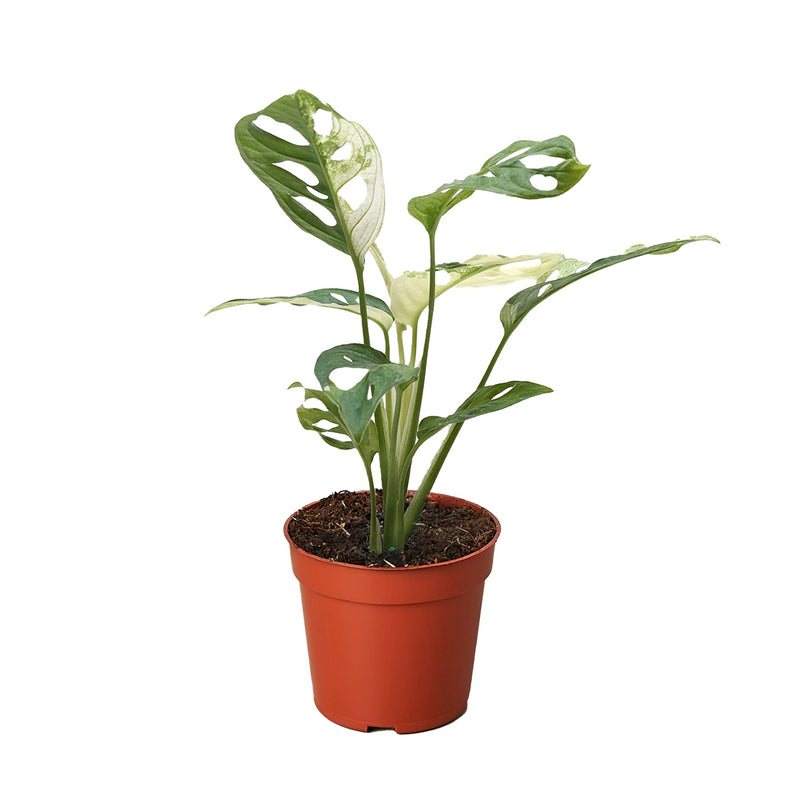 Variegated Monstera Adansonii (Monstera adansonii 'Variegata')