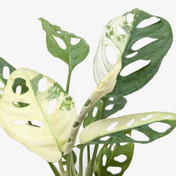 Close-up of variegated Swiss cheese vine leaves with cream marbling