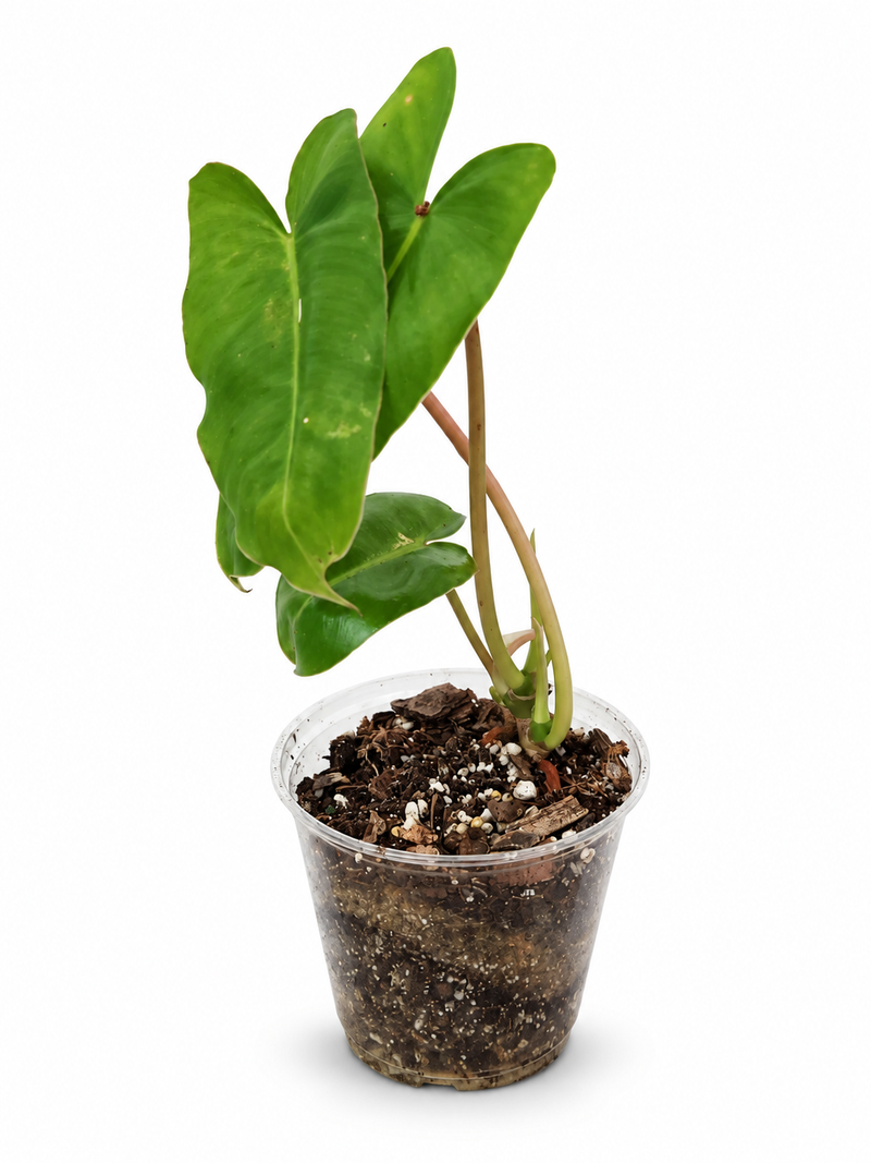 Philodendron Burle Marx Live Plant – Rooted Green Houseplant with Multiple Growth Points, Indoor Tropical Houseplant, Philodendron burle-marxii