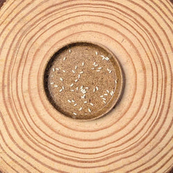 Philodendron Selloum Seeds (Split Leaf Philodendron)