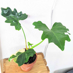 Philodendron Selloum Seeds (Split Leaf Philodendron)