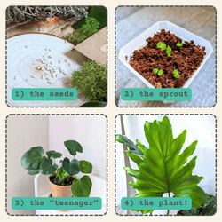 Philodendron Selloum Seeds (Split Leaf Philodendron)