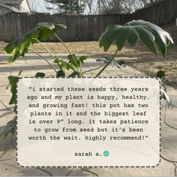 Philodendron Selloum Seeds (Split Leaf Philodendron)