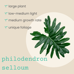 Philodendron Selloum Seeds (Split Leaf Philodendron)