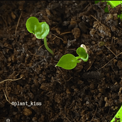 Philodendron Selloum Seeds (Split Leaf Philodendron)