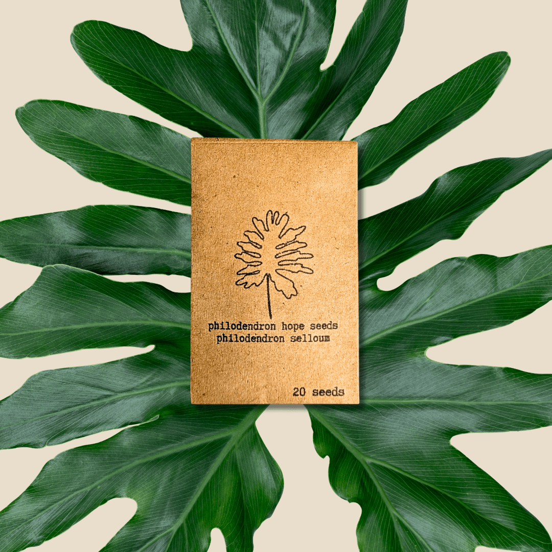 Philodendron Selloum Seeds (Split Leaf Philodendron)