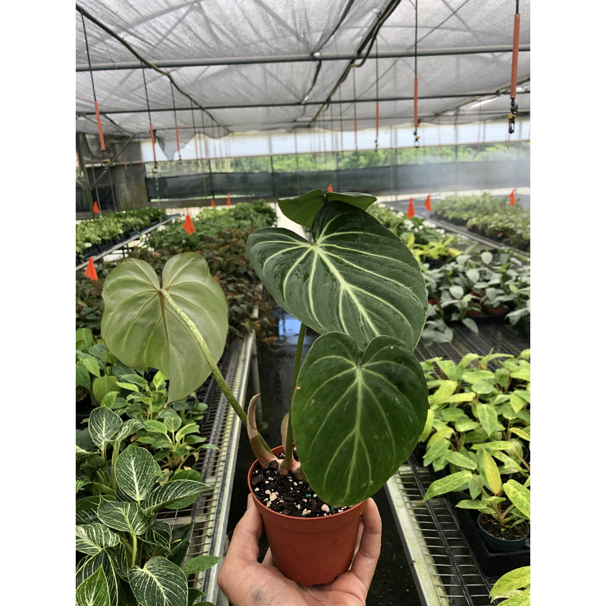 Philodendron Gloriosum crawling aroid in nursery pot on clean white background