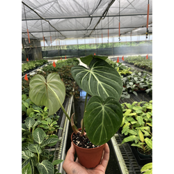 Philodendron Gloriosum crawling aroid in nursery pot on clean white background