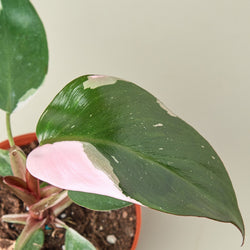 Pink Princess Philodendron leaf with vibrant pink chimera variegation