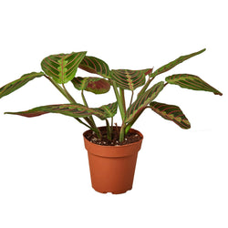 Red prayer plant in a nursery pot, leaves open in daylight
